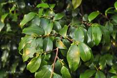 Erythroxylum lanceolatum
